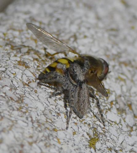 Menemerus taeniatus
